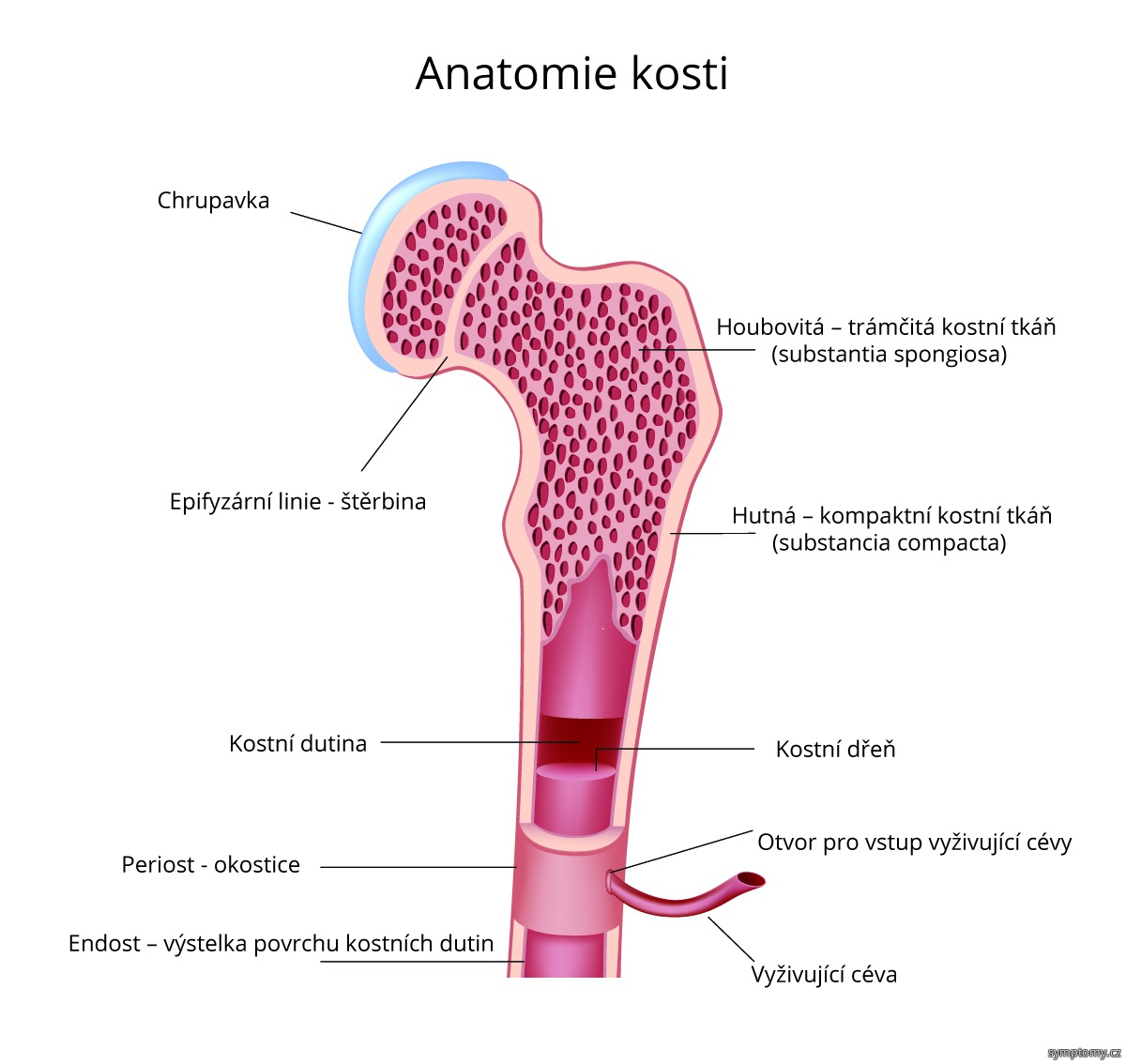 anatomie-kosti.png